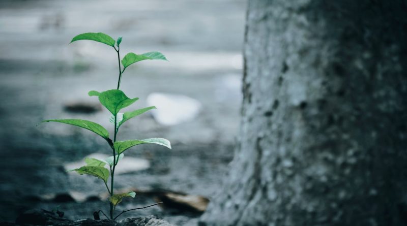 Quel Arbre Planter dans un Petit Jardin