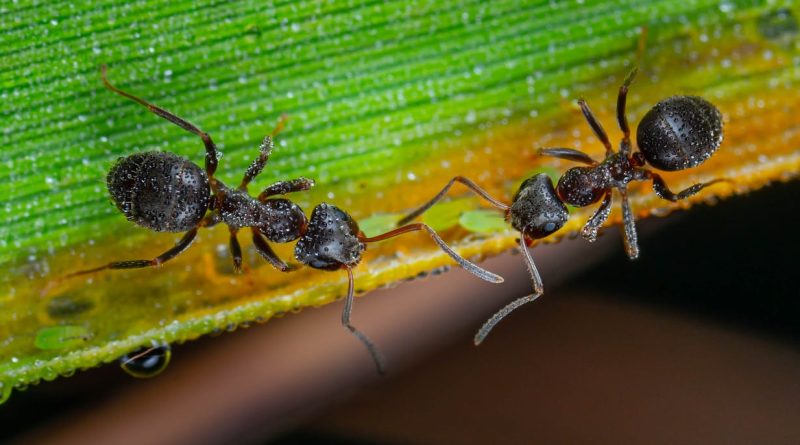 Comment se débarrasser des fourmis dans le jardin