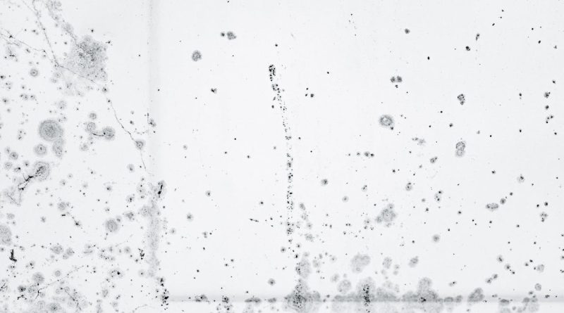 Comment enlever la Moisissure sur un Mur