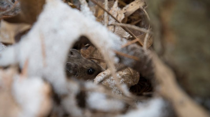 Comment se Débarrasser des Mulots dans le Jardin